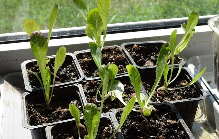 крепкая рассада