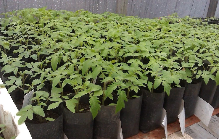 хорошая рассада