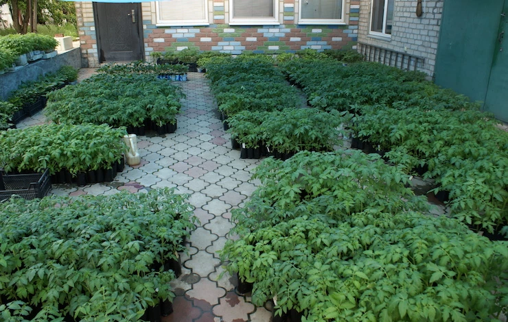 вырастить хорошую рассаду