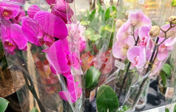 орхидея без грунта