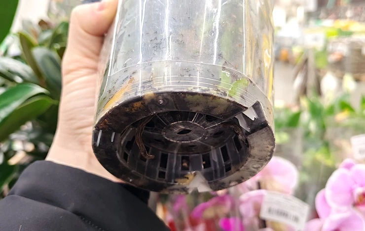 какой грунт лучше для орхидеи