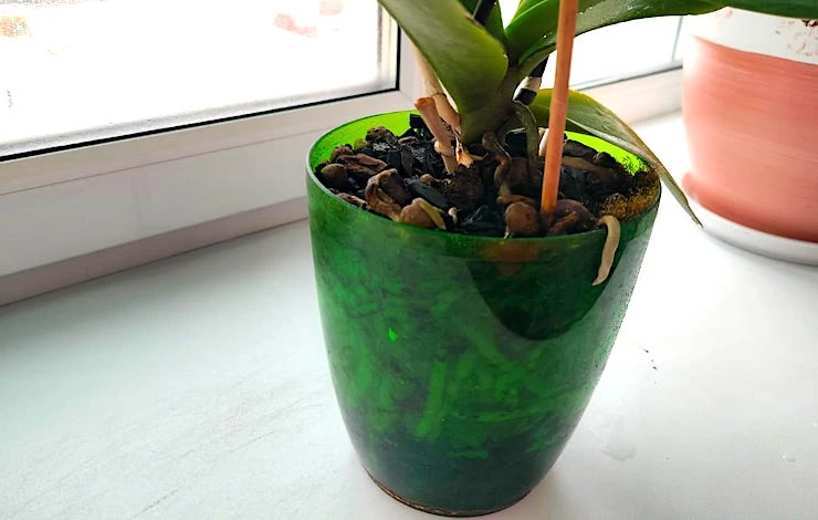 пересадить орхидею в грунт