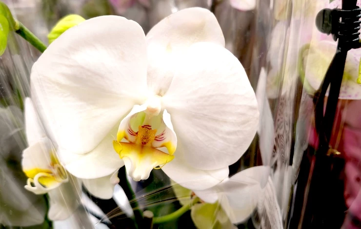 домашний грунт для орхидей