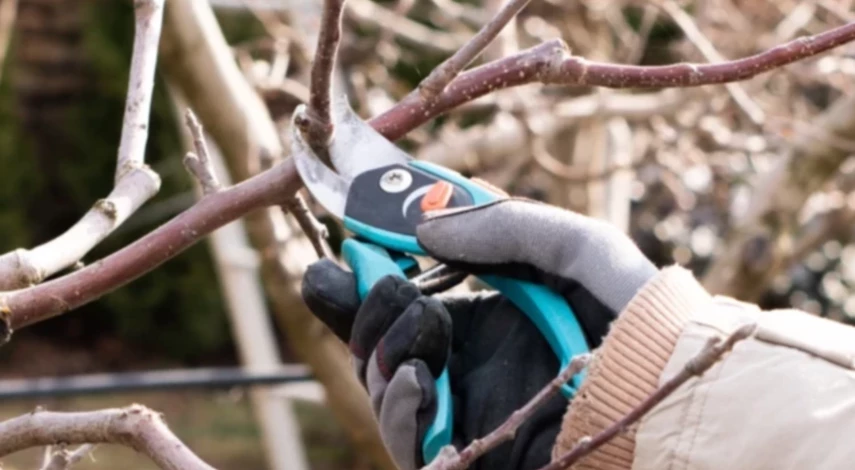 работы в саду весной