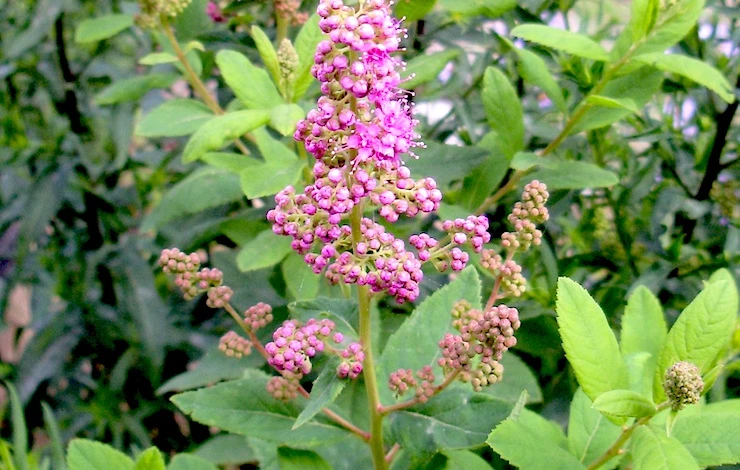 спирея фото