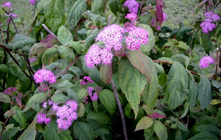 спирея цветок