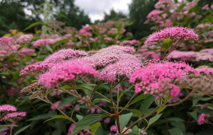 спирея сорта