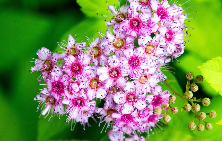 спирея описание