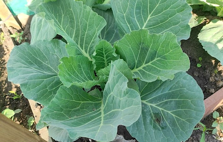 сэкономить на даче