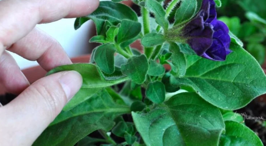 посадка цветов в марте