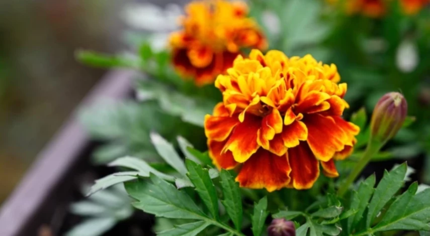 что посадить в марте