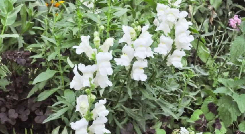 какие цветы посеять в марте