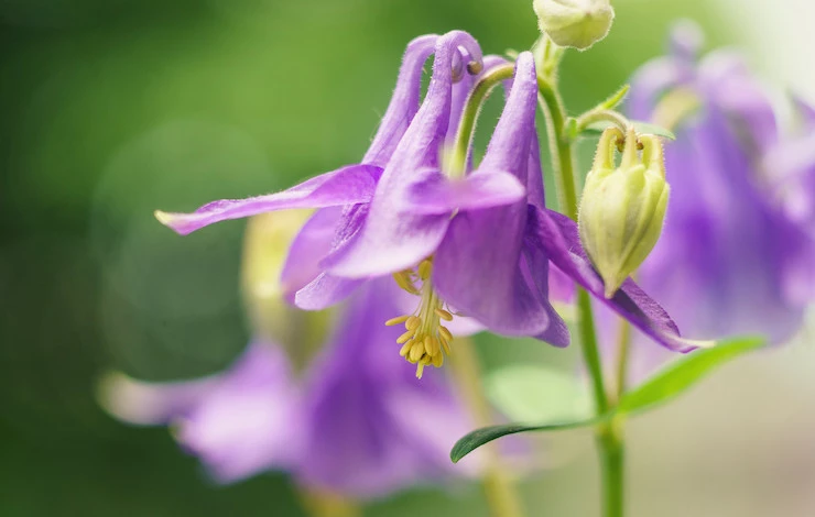 какие цветы посадить в марте
