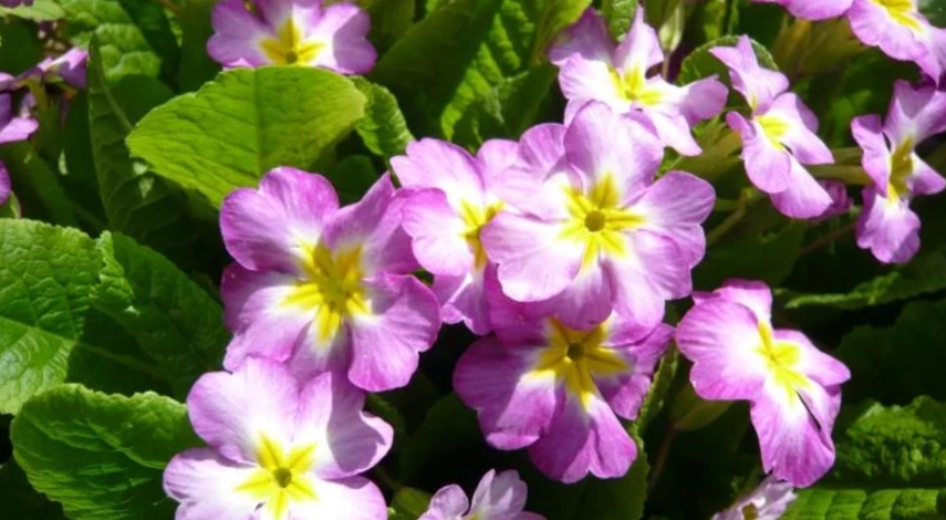 посев цветов в марте