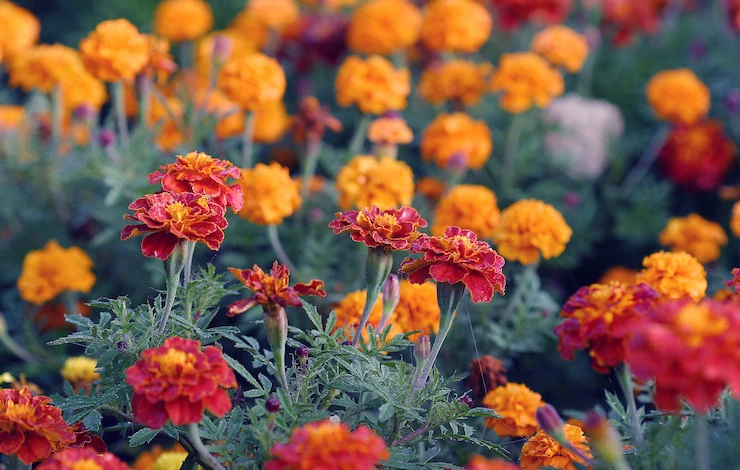 посадить цветы весной