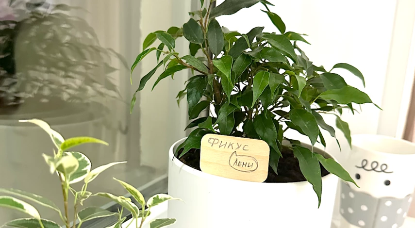 какой грунт для фикуса