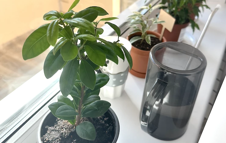 подходящий грунт для фикуса