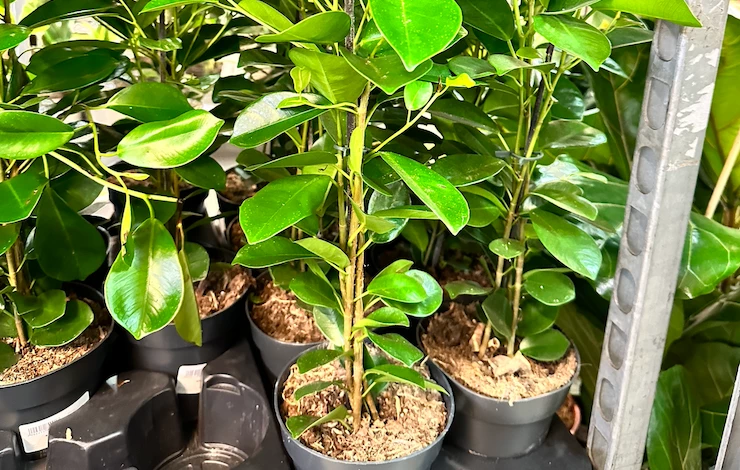 какой грунт для фикуса бенджамина