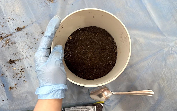 грунт для фикуса бенджамина