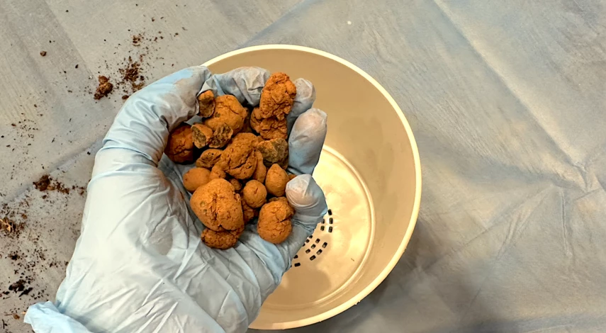 грунт для фикуса подойдет