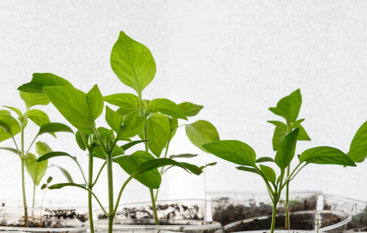 минеральные пробки для рассады как пользоваться