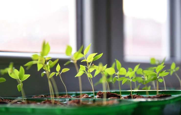 минеральные пробки для рассады отзывы