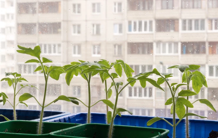 пробки минеральные для рассады отзывы как пользоваться