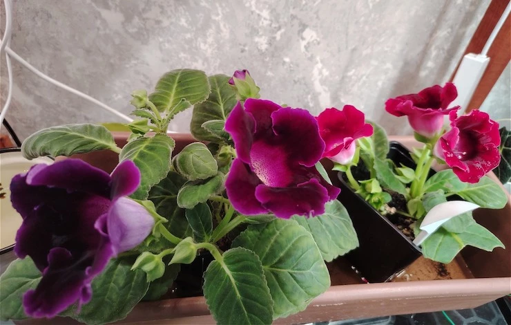 таблички для рассады своими руками