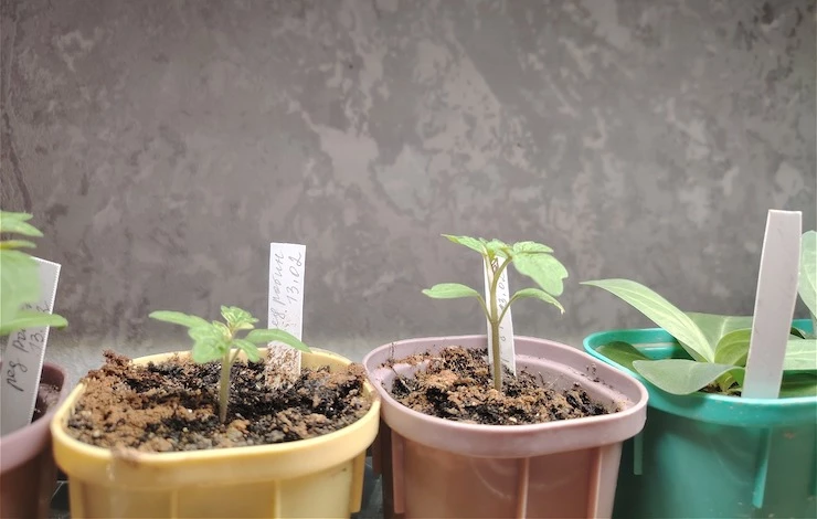 пластиковые бирки для рассады