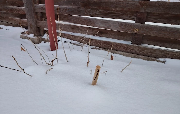 таблички для растений в саду