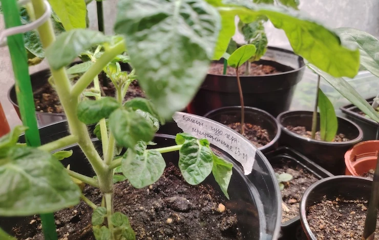 бирки для рассады малярный скотч