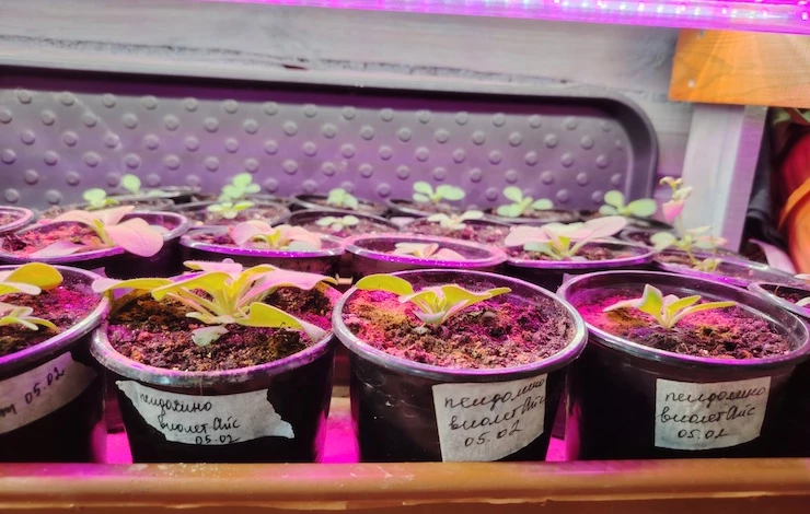 как подписать рассаду