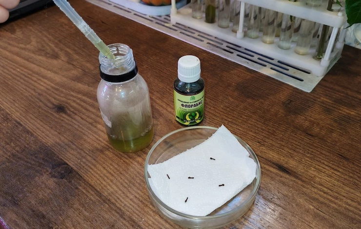 остеоспермум рассада