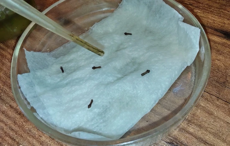 оцветок стеоспермум