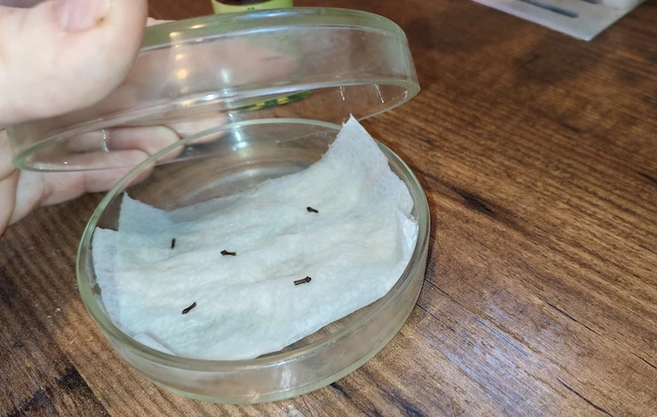 остеоспермум домашний