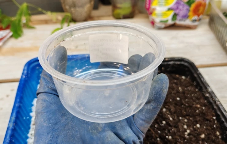 остеоспермум семена рассада