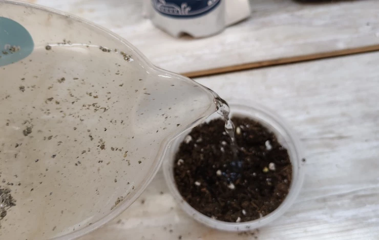 остеоспермум в домашних условиях