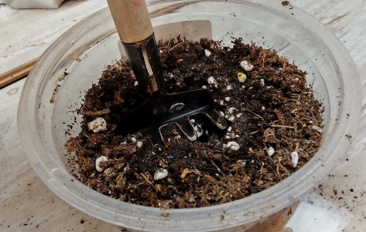 остеоспермум из семян в домашних условиях