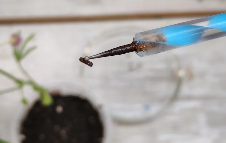 остеоспермум условия выращивания