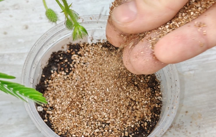 остеоспермум выращивание в домашних условиях