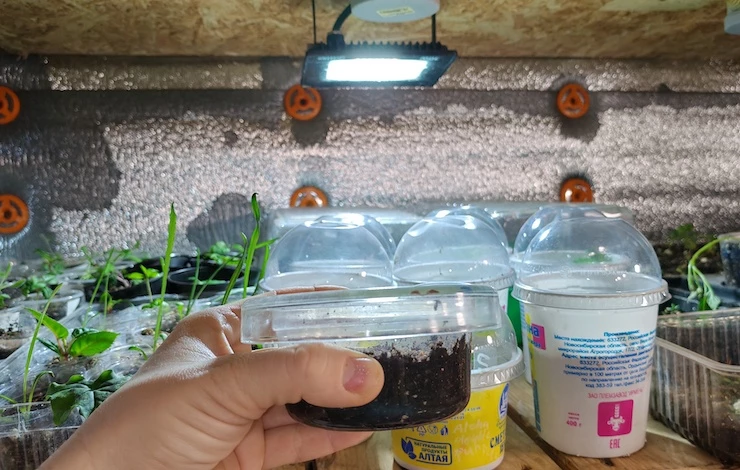 когда сажать остеоспермум