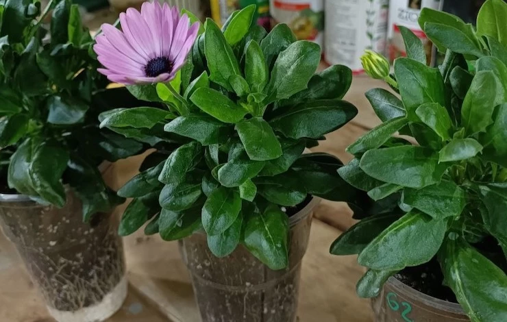 остеоспермум выращивание рассады