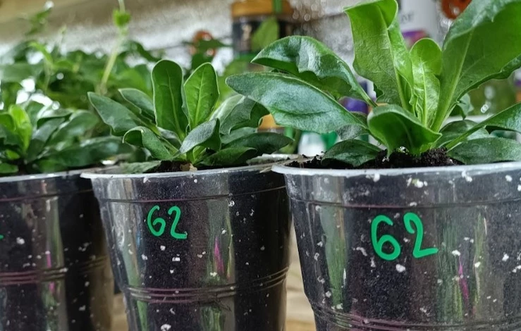 цветы остеоспермум фото