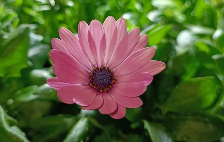 когда сажать остеоспермум на рассаду