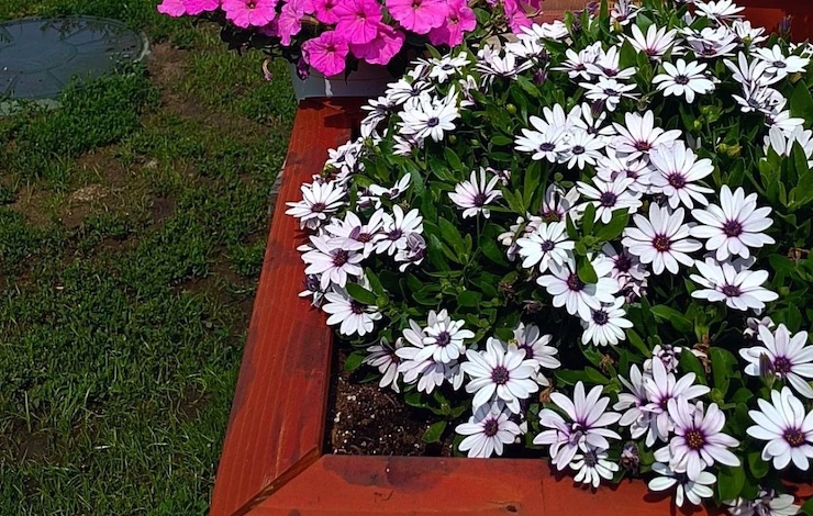 остеоспермум описание