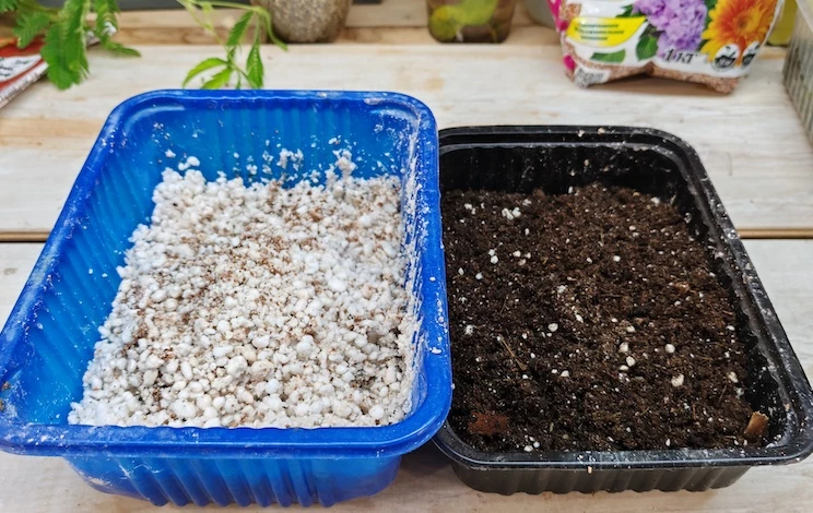 остеоспермум выращивание из семян