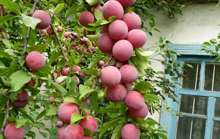 весенняя обрезка колоновидной сливы