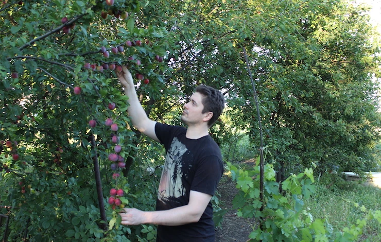 сроки весенней обрезки сливы