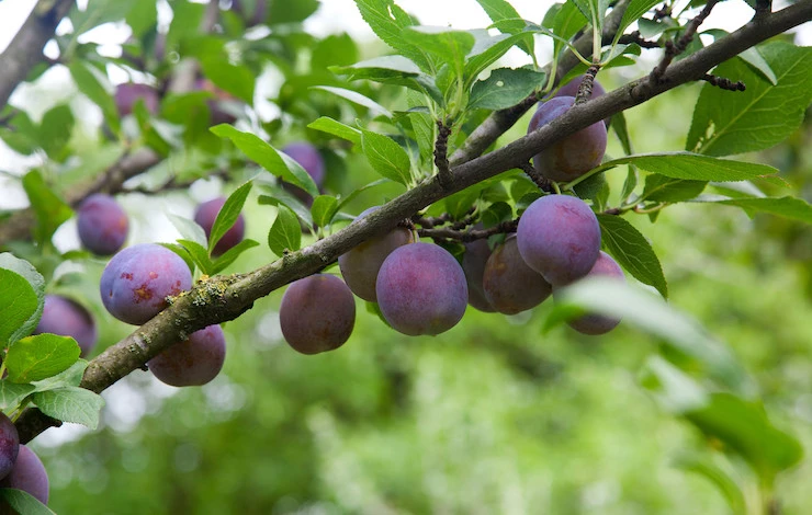 обрезка сливы весной для начинающих в картинках