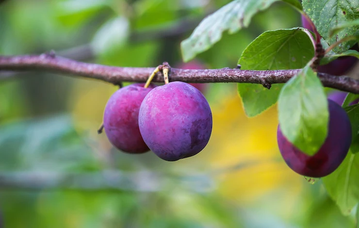 обрезка сливы весной для начинающих пошагово